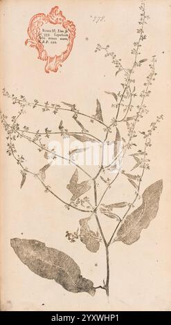 Flora Berolinensis, Berlin, die Schule, 1757-1758, Rumex obtusifolius, Berlin, Botanik, Deutschland, Naturdrucke, Bildwerke, Pflanzen, Exemplare, diese künstlerische Darstellung zeigt eine botanische Illustration einer Pflanze, die zarte Zweige mit kleinen Blumen und Blättern zeigt. Die komplizierten Details erfassen die Struktur und Textur der Pflanze und heben die feinen Linien der Blätter und die Anordnung der Blumenelemente hervor. Oben links befindet sich ein kunstvoll verziertes Emblem mit dekorativen Blüten, begleitet von einer kurzen Inschrift, die auf seine Bedeutung oder seinen Ursprung hinweist. Insgesamt Stockfoto