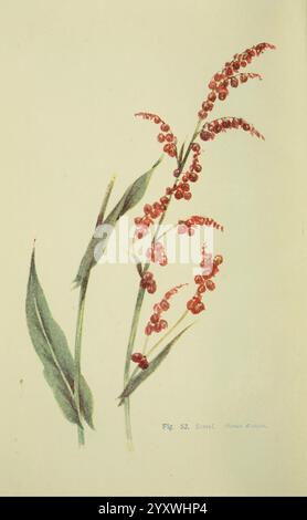 Flowers of the Field London Society for Promotion Christian Knowledge 1911 Great Britain pflanzt Botanik Blumenblumen Sauerampfer Rumex acetosa, das Bild zeigt eine detaillierte botanische Darstellung einer Pflanze, die durch schlanke, längliche Stämme und Cluster kleiner, beerenartiger Strukturen gekennzeichnet ist. Die Pflanze hat schmale Blätter, die sich anmutig entlang der Stiele wölben. Die leuchtenden Rottöne der Cluster stehen in einem schönen Kontrast zu den subtilen Grüntönen der Blätter und betonen die zarte Struktur der Pflanze. Diese Darstellung dient als Beispiel für florale Kunstfertigkeit, die sowohl die Schönheit als auch die Schönheit einfängt Stockfoto