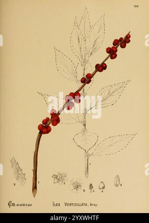 Amerikanisch, medizinisch, Pflanzen, New York, Boericke & Tafel, c1887, Botanik, Medizin, USA, Ilex verticillata, medizinische Botanik, eine Illustration, die einen Zweig von Ilex verticillata zeigt, allgemein bekannt als Winterbeere holly. Die detaillierte Darstellung betont die leuchtend roten Beeren, die sich entlang des Stängels ansammeln und im Kontrast zu den umliegenden grünen Blättern stehen. Die Hauptabbildung wird durch beschriftete Skizzen verschiedener Elemente ergänzt, die mit der Pflanze verbunden sind, darunter ein Blatt, eine Blume und Samen, die einen umfassenden Einblick in ihre botanischen Merkmale bieten. Diese Darstellung hebt das natürliche hervor Stockfoto