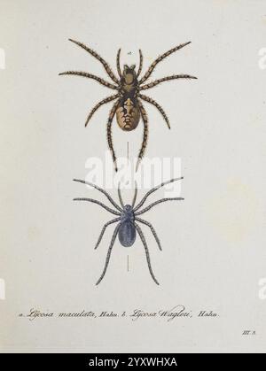 Monographia Aranearum = Monographie der Spinnen, Nürnberg, Lechner, [182, Museen Victoria, Spinnen, Spinnen, Spinnen, Arachnida, Lycosa maculata, Lycosa wagleri, Pardosa wagleri, Lycosa, maculata, Pardosa, Wagleri, Arctosa, Wolf, Arctosa maculata, Araneae, Taxonomie: Familie = Lycosidae, die Illustration zeigt zwei verschiedene Arten von Spinnen, jede mit Präzision und Liebe zum Detail dargestellt. Die Spitzenspinne zeigt ein einzigartiges Muster auf dem Rücken, das durch eine Kombination von Brauntönen und komplizierten Markierungen gekennzeichnet ist, die wahrscheinlich als Tarnung in ihrem natürlichen Lebensraum dienen. Darunter die zweite Stockfoto