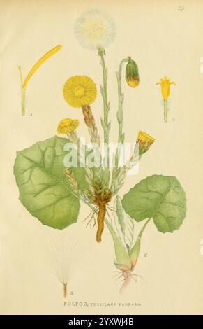 Billeder af Nordens Flora, København, G.E.C. Gad, 1901-1903 [d. h. 1907], Bildwerke, Pflanzen, Skandinavien, Eine botanische Illustration der Tussilago farfara, allgemein bekannt als Coltsfoot. Das Kunstwerk zeigt detaillierte Darstellungen der Anatomie der Pflanze, einschließlich der großen, abgerundeten Blätter und der unverwechselbaren Blütenköpfe. Der zentrale Stiel zeigt sowohl ungeöffnete Knospen als auch blühende Blüten, die sich durch ihr hellgelbes Aussehen auszeichnen. Zeichnungen zusätzlicher Komponenten wie Blattformen und eines Saatkopfs sind ebenfalls enthalten. Die wissenschaftliche Nomenklatur ist unter der Abbildung dargestellt, CON Stockfoto