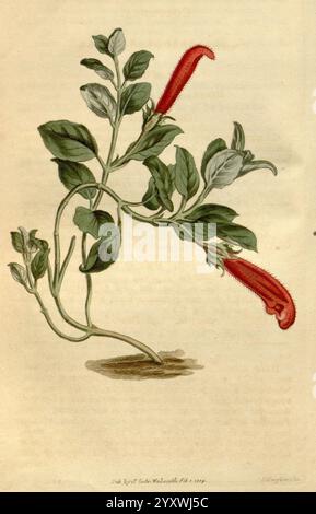 Curtis' botanisches Magazin, London, New York, botanische Illustration, Botanik, Zeitschriften, Bildwerke, Pflanzen ornamental, Curtis, Sydenham Teast Edwards, Columnea scandens, Taxonomie: Familie = Gesneriaceae, West Indies, eine Illustration zeigt eine botanische Studie einer Pflanze mit leuchtenden, langen roten Blüten und üppigem grünem Laub. Die Pflanze ist mit mehreren Zweigen dargestellt, von denen jeder mit glockenförmigen Blüten geschmückt ist, die zart an den Stielen hängen. Die Blätter sind breit und strukturiert, in wechselnden Mustern entlang der Äste angeordnet. Diese detaillierte Darstellung hebt beide hervor Stockfoto