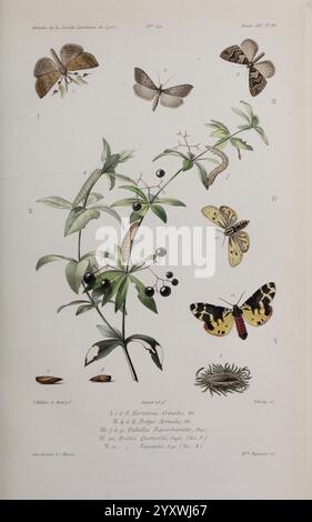 Annales de la Société Linnéenne de Lyon, Lyon, Société Linnéenne de Lyon, Naturgeschichte, Zeitschriften, die Illustration zeigt eine botanische Komposition, die verschiedene Arten von Schmetterlingen und ihre damit verbundenen Lebensstadien zeigt. In der Mitte ist eine grüne Pflanze mit zarten Blättern und dunklen Beeren sichtbar. Um die Pflanze herum gibt es verschiedene Arten von Schmetterlingen und Falter, die alle sorgfältig gemacht wurden, um ihre einzigartigen Muster und Farben zu betonen. Bemerkenswert sind die leuchtenden gelben und schwarzen Formen sowie dezent gefärbte Varianten, die eine Reihe von Lebensstadien veranschaulichen Stockfoto