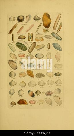 Index Testaceologicus London Willis and Sotheran 1856 Mollusks Shells, Eine detaillierte Abbildung mit einer Vielzahl von Muscheln, die in einem Gitterformat dargestellt werden. Die Sammlung umfasst zahlreiche Arten, die ihre verschiedenen Formen und Größen zeigen, von ovalen und gestreckten bis hin zu abgerundeten Formen. Jede Schale ist mit einer entsprechenden Nummer zur Identifizierung gekennzeichnet. Die Farben der Muscheln reichen von natürlichen Erdtönen bis hin zu lebendigen Tönen, die die Schönheit und Komplexität der Meereslebewesen demonstrieren. Das Array hebt sowohl bekannte Arten als auch einzigartige Exemplare hervor, die die reiche Artenvielfalt des Ozeans widerspiegeln Stockfoto