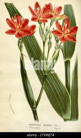 Flore des serres et des jardins de l’Europe A Gand, chez Louis van Houtte, éditeur, 1845–1880, Eine lebendige Illustration zeigt den atemberaubenden Pardanthus sinensis, allgemein bekannt als die chinesische Lilie. Die Pflanze hat auffällige rote Blüten, die mit komplizierten, dunkleren Flecken verziert sind und mit ihrem leuchtenden Farbton die Aufmerksamkeit auf sich ziehen. Jede Blüte ist elegant auf schmalen grünen Stielen gehalten, die von breiten, bogenförmigen Blättern unterstrichen werden, die eine üppige Kulisse bilden. Die Komposition betont die natürliche Schönheit und das Detail des botanischen Themas, wobei die zarten Blütenblätter und die anmutige Form des Laubs hervorgehoben werden. T Stockfoto