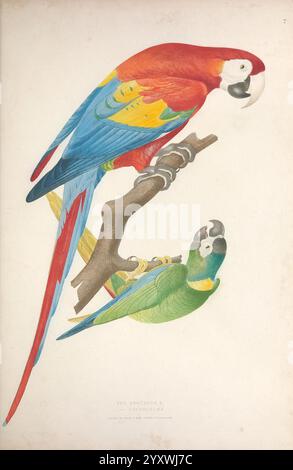 Ornithologie Brésilienne, Ou, Histoire des oiseaux du Brésil Rio de Janeiro Editeur Thomas Reeves 1854-1856 Vögel Brasilien Bildwerke Ara aracanga Ara macao Scharlach Ara Primolius auricollis Goldener Kragen-Ara, zwei lebendige Papageien, die auf einem Zweig sitzen und ihr markantes Gefieder zeigen. Der obere Papagei zeigt eine lebhafte Kombination aus roten, blauen und gelben Federn, mit einem langen Schwanz und auffälligen Gesichtsmarkierungen. Darunter befindet sich ein kleinerer Papagei mit einem satten grünen Körper mit gelben Anklängen und einem markant geschwungenen Schnabel, der seinen Charme unterstreicht. Beide Vögel strahlen eine lebendige Präsenz aus, hig Stockfoto