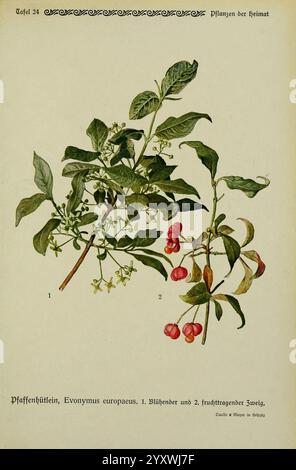Pflanzen der Heimat Leipzig, Quelle und Meyer, 1913. Deutschland, Bildwerke, Pflanzen, der New Yorker Botanische Garten, Euonymus europaeus, zeigt die Illustration die Pflanzenart Evonymus europaeus, allgemein bekannt als Spindelbaum. Links zeigt eine detaillierte Darstellung der blühenden Zweige kleine, weiße Blüten. Auf der rechten Seite wird der Fokus auf die Fruchtzweige verschoben und hellrote Kapseln hervorgehoben, die Samen enthalten. Der traditionelle botanische Kunststil betont die komplizierten Details der Blätter, Blumen und Früchte und fängt die Essenz dieser einheimischen Pflanzenspezies ein Stockfoto