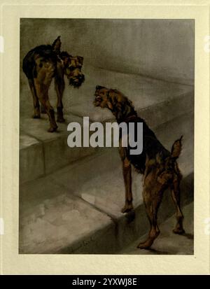 Die Macht des Hundes, London, Hodder und Stoughton, 1910 oder 1911, Hunderassen, Hunde, Bilder, Illustrationen, Maude Earl, Maud Alice Earl, Maude Earl, Frauen in der Wissenschaft, zwei Hunde stehen auf einer Reihe von Schritten und treten in eine ausdrucksstarke Interaktion ein. Der erste Hund, der auf der oberen Stufe positioniert ist, scheint etwas größer zu sein, mit einer ausgeprägten Haltung, die auf Neugier hindeutet. Seine Ohren sind nach oben gerichtet, was auf Wachheit hinweist. Der zweite Hund steht unten, dem ersten gegenüber, mit einer selbstbewussten Haltung und einer gut definierten Schnauze, die auf seine durchsetzungsfähige Natur hinweist. Die Umgebung scheint einfach und gedämpft zu sein, Stockfoto