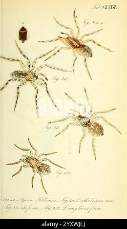 Die Arachniden, Nürnberg, in der C. H. Zeh'schen Buchhandlung, 1831-1848, arthropoda, arachnida, arthropod, diese Abbildung zeigt verschiedene Arten von Spinnen und hebt deren Besonderheiten und Anatomie hervor. Jede Probe ist sorgfältig mit Nummern versehen, die ihre Klassifizierung und Merkmale angeben. Die Mittelspinne zeigt detaillierte Markierungen an Körper und Beinen, die ihre einzigartigen Muster betonen. Um sie herum befinden sich weitere Figuren, die eine vergleichende Ansicht ihrer Formen und Größen bieten. Diese Darstellung dient als wertvolle Bildungsquelle zum Verständnis der Vielfalt Stockfoto