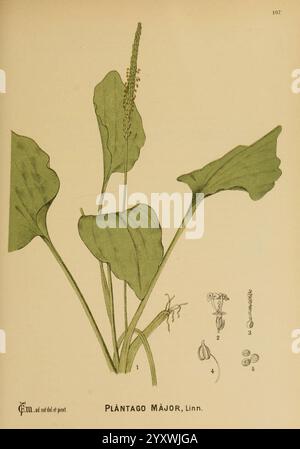 Amerikanisch, medizinisch, Pflanzen, New York, Boericke, und, Tafel, c1887, Botanik, Medizin, Vereinigte Staaten, plantago wichtige medizinische Botanik, das Kunstwerk zeigt eine detaillierte Illustration von Plantago Major, allgemein bekannt als breitblättrige Kochbanane. Die zentrale Pflanze ist mit breiten, glatten Blättern dargestellt, die direkt aus der Basis wachsen und ihre charakteristische Form zeigen. Ein blühender Dorn ragt aus dem Laub nach oben, der mit kleinen, eng voneinander abgesetzten Blüten geschmückt ist. Stockfoto