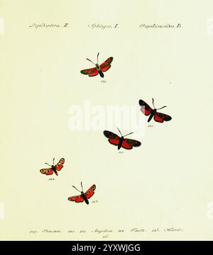 Hübner's papilio. S.l, s.n, 1796-1841, lepidoptera, Eine Sammlung von kunstvoll illustrierten Schmetterlingen, die verschiedene Arten mit leuchtenden roten und schwarzen Flügeln zeigen. Die Schmetterlinge sind in einem absteigenden Muster angeordnet, wodurch ihre einzigartigen Formen und Details wie Flügelmuster und Markierungen hervorgehoben werden. Unter der Abbildung befinden sich mit Zahlen beschriftete Hinweise, die wahrscheinlich die Klassifizierung und Details zu den einzelnen Proben sowie Datum und Name des Sammlers angeben. Diese wissenschaftliche Ausstellung unterstreicht sowohl die Schönheit dieser Insekten als auch den methodischen Ansatz zur Dokumentation natürlicher Hist Stockfoto