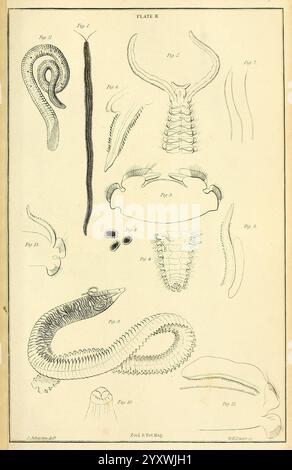 Zeitschrift für Zoologie und Botanik, Edinburgh, Dublin, Botanik, Naturgeschichte, Zeitschriften, Zoologie, Catherine Charles Johnston, Frauen in der Wissenschaft, diese komplizierte Illustration zeigt verschiedene anatomische Darstellungen von Meeres- und Landorganismen. Die Bilder enthalten detaillierte Darstellungen von langgestreckten Lebewesen wie Würmern und Schlangenformen sowie Segmente, die an Krebstiere und andere wirbellose Tiere erinnern. Jede Figur ist sorgfältig beschriftet und zeigt verschiedene Merkmale und strukturelle Elemente. Diese Illustrationen dienen wahrscheinlich einem pädagogischen Zweck und geben Einblicke in das Morpho Stockfoto