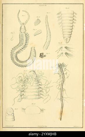 Zeitschrift für Zoologie und Botanik, Edinburgh, Dublin, Botanik, Naturgeschichte, Zeitschriften, Zoologie, Catherine Charles Johnston, 4, Frauen in der Wissenschaft, die Abbildung zeigt eine Sammlung detaillierter wissenschaftlicher Darstellungen verschiedener Meeresorganismen. In der Mitte befindet sich eine markante, langgezogene Kreatur mit segmentierten Körperabschnitten, die möglicherweise eine Art von Ringellidern oder verwandten Wirbellosen repräsentieren. Um dies herum befinden sich zusätzliche Abbildungen, darunter kleinere segmentierte Figuren und Strukturen, die verschiedene Arten oder anatomische Merkmale darstellen können. Einige Einträge enthalten komplizierte Anhänge Stockfoto