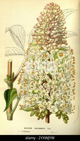 Flore des serres et des jardins de l’Europe A Gand, chez Louis van Houtte, éditeur, 1845–1880, zeigt die Abbildung eine detaillierte botanische Studie des Aesculus californica, allgemein bekannt als California buckeye. Sie verfügt über einen markanten Blütenstachel mit weißen Blütenbündeln, die jeweils mit gelben und orangen Anklängen in der Mitte verziert sind. Die Blütenblätter sind so angeordnet, dass ihre zarte Form betont wird. Neben dem Blütenstachel weist ein Blattstiel längliche Blätter auf, die sich durch ihre gezackten Kanten auszeichnen. Diese Darstellung zeigt die komplizierte Schönheit der Pflanze, fo Stockfoto