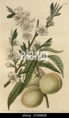 Edwards botanisches Register. London, James Ridgway, 1829-1847, 1829, 19. Jahrhundert, botanische Illustration, Botanik, Kupferstich, England, Gravuren, Grafikmedien, Großbritannien, handkoloriert, handkoloriert, Ikonen, Zeitschriften, Bildwerke, Pflanzeneinführungen, Zierpflanzen, 27, Sarah Ann Drake, 2, Frauen in der Wissenschaft, die Illustration zeigt ein zartes Arrangement eines blühenden Zweiges mit weißen Blüten und grünen Blättern, die die Schönheit der Natur veranschaulichen. Zwischen den Blättern liegen pralle, runde Früchte, möglicherweise Pfirsiche, mit einer glatten Oberfläche und einem Hauch von Röte. Das d Stockfoto