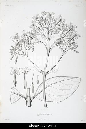 Tentamen florae Abyssinicae, Parisiis, Arthus Bertrand, 1847-1851, diese Illustration zeigt eine detaillierte botanische Studie der Kalimede vitiliana Pflanze mit ihren komplexen Blumenarrangements und Blättern. Die Zusammensetzung hebt verschiedene Aspekte der Pflanze hervor, darunter blühende Blüten, sich entwickelnde Samenkapseln und Blattstrukturen. Die zarten Linien und Schattierungen betonen die einzigartigen Eigenschaften von Kalimede vitiliana und bieten eine klare visuelle Referenz für die Identifizierung und Untersuchung. Jeder Abschnitt ist beschriftet, was zu einem pädagogischen und wissenschaftlichen Verständnis dieser spezifischen spe beiträgt Stockfoto