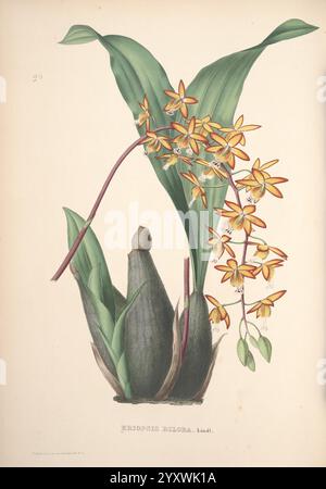 Pescatorea, Bruxelles, M. Hayez, 1860, Orchidaceae, eine botanische Illustration mit einer zarten Gruppe leuchtender gelber Blumen mit komplizierten Details, die eine Kombination aus schlanken Blütenblättern und dezenten Markierungen zeigt. Die Blüten steigen aus einem anmutigen Stamm hervor, der sich elegant über saftig grünen Blättern erhebt. Unter den Blüten stützt eine robuste, abgerundete Basis die Pflanze und hebt ihre natürliche Schönheit und Struktur hervor. Die Zusammensetzung fängt das Wesen der Art ein und betont das Zusammenspiel von Blüten und Laub, das für ihren Lebensraum charakteristisch ist. Das Etikett unten kennzeichnet Stockfoto