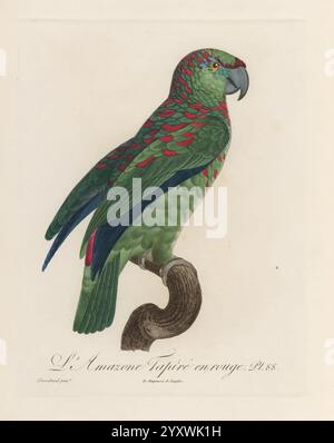 Histoire naturelle des perroquets, A Paris, chez Levrault, an IX (1801)-an XIII (1805), Amazona aestiva, die Illustration zeigt einen lebendigen Papagei, der für sein markantes Gefieder bekannt ist. Sein Körper zeigt eine reiche Mischung aus grünen und roten Federn, mit markanten Mustern, die sein lebhaftes Aussehen betonen. Der Papagei steht anmutig auf einem gekrümmten Ast und zeigt seinen starken, hakenförmigen Schnabel und seinen aufmerksamen Ausdruck. Diese Art, die oft für ihre Schönheit gefeiert wird, scheint aufmerksam und fängt das Wesen des Lebens der tropischen Vögel ein. Die detailreiche Kunst unterstreicht die komplizierten Texturen der fea Stockfoto