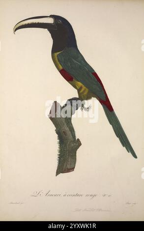 Histoire naturelle des oiseaux de paradis et des rolliers, Paris, Chez Denné le jeune [et] chez Perlet, 1806, Vögel, französische Sprache, Bildwerke, ein lebhafter Tukan, der anmutig auf einem Zweig thront und seine auffälligen Merkmale zeigt. Der Vogel zeigt ein kräftiges, farbenfrohes Gefieder mit einem satten grünen Körper, der von einem leuchtend roten Fleck auf der Brust und gelben Akzenten unter den Flügeln akzentuiert wird. Sein großer, geschwungener Schnabel ist überwiegend schwarz mit einem Hauch Gelb in der Nähe der Spitze, was sein einzigartiges und auffälliges Aussehen unterstreicht. Die Federmuster sind sehr detailliert und spiegeln die komplizierte Schönheit dieses Designs wider Stockfoto