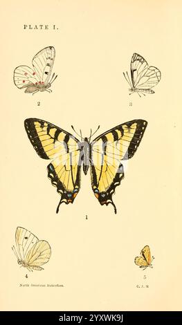 Ein Handbuch mit North American Butterflies Boston de Wolfe Fiske & Co. 1891 Butterflies North America, die Illustration zeigt eine Sammlung von Schmetterlingen in einem strukturierten Format angeordnet. In der Mitte zeigt ein großer Schmetterling leuchtende gelbe und schwarze Flügel mit komplizierten Mustern, markanten schwarzen Rändern und orangen Akzenten in der Nähe des Körpers. Um sie herum sind kleinere Schmetterlinge, die jeweils mit zarten Details dargestellt sind, die ihre einzigartigen Flügelmuster und -Farben veranschaulichen. Die obere linke Ecke zeigt einen Schmetterling mit weißen Flügeln, die mit roten Flecken verziert sind, während die obere rechte Ecke vor Ihnen steht Stockfoto