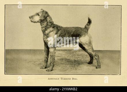 Der Hund in Gesundheit, Unfall und Krankheit, Philadelphia, Gesellschaft H. Altemus [1908]. Dog, Taxonomie: Trinomial = canis Lupus familiaris, ein Airedale Terrier steht in einer ausgewogenen Haltung und zeigt seine Besonderheiten. Die Rasse ist bekannt für ihre mittlere bis große Größe, mit einer starken, athletischen Konstruktion. Sein Fell ist dicht und dünn, zeigt eine Mischung aus Bräunung und dunklem Grizzel. Die Ohren des Hundes sind gefaltet und hoch gesetzt, was seinen Alarmausdruck erhöht. Der Schwanz wird angedockt und hoch gehalten, was auf Selbstvertrauen und Energie hinweist. Unter der Haltung des Hundes befindet sich ein strukturierter Boden, der seine prägnante Figur ergänzt. Th Stockfoto