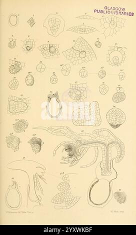 Zur Keimung, Entwicklung und Fruktifizierung der höheren Cryptogamia, London, Pub. Für die Ray Society von R. Hardwicke, 1862, Nadelbäume, Pteridophyta, Pflanzenmorphologie, eine Sammlung komplizierter wissenschaftlicher Illustrationen, die verschiedene mikroskopische Organismen und Strukturen zeigen. Die Diagramme enthalten detaillierte Darstellungen von Zellformen, einschließlich verschiedener Formen und Texturen, die die Komplexität mikroskopischer Lebensformen betonen. Jede Abbildung ist als Referenz nummeriert, was eine systematische Untersuchung dieser Organismen angibt. Die Designs heben die Vielfalt und die einzigartigen Eigenschaften von hervor Stockfoto