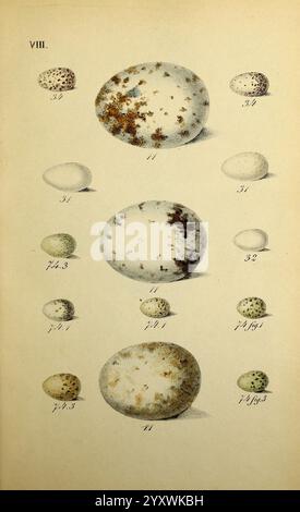 Planches coloriees des oiseaux de la Belgique et de leurs oeufs, Bruxelles, C. Muquardt, 1854-60, Belgien, Birds, Eggs, Charles Frederick Dubois, Eine Sammlung aufwändig detaillierter Illustrationen mit verschiedenen Eiern. Jedes Ei ist zur Identifizierung mit einer Nummer gekennzeichnet, die eindeutige Merkmale wie Größe, Form und Oberflächenstruktur hervorhebt. Die Anordnung ermöglicht eine vergleichende Betrachtung, wobei einige Eier charakteristische Fleckenmuster aufweisen, während andere glattere Oberflächen aufweisen. Diese Darstellung unterstreicht die Vielfalt der Eier innerhalb eines Bildfeldes und lädt die Zuschauer zu Appreci ein Stockfoto