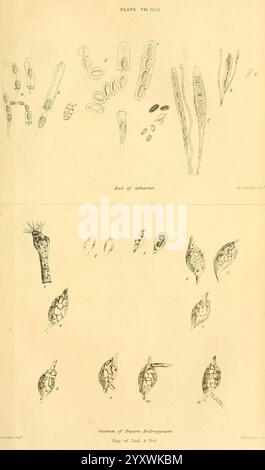 Zeitschrift für Zoologie und Botanik, Edinburgh, Dublin, Botanik, Naturgeschichte, Zeitschriften, Zoologie, Eine Sammlung komplizierter wissenschaftlicher Illustrationen, die verschiedene Stadien von Organismen zeigen. Der obere Abschnitt enthält detaillierte Skizzen von ovalen und verlängerten Formen, die wahrscheinlich den Lebenszyklus eines bestimmten Mikroorganismus darstellen. Im unteren Abschnitt werden verschiedene Formen und Strukturen von Wassertieren angezeigt, darunter verschiedene Arten von segmentierten Körpern und spezielle Anhängsel. Jede Abbildung ist beschriftet, was einen klaren Bezug zu den unterschiedlichen Merkmalen und Morpholo gibt Stockfoto