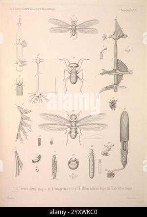 Naturwissenschaftliche Reise nach Mossambique Berlin G. Reimer 1852 Mosambique Zoology, diese Illustration zeigt eine Vielzahl von Insektenarten und deren anatomische Merkmale, methodisch für pädagogische Zwecke angeordnet. Es enthält detaillierte Darstellungen verschiedener Arten von Mücken, die ihre Flügelstrukturen, Körpersegmente und andere charakteristische Merkmale zeigen. Außerdem gibt es Abbildungen verwandter Pflanzenarten, die ihre Wechselwirkungen mit den dargestellten Insekten hervorheben. Jede Probe ist akribisch mit Nummern versehen, die einen Verweis auf einen entsprechenden Schlüssel für geben Stockfoto