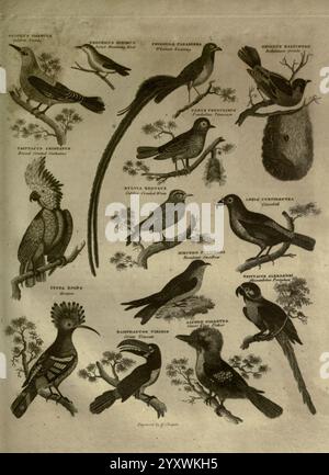 Eine Geschichte der Erde und der animierten Natur, New York, T. Kinnersley, 1825, Zoologie, physikalische Geographie, Eine Sammlung verschiedener Vogelarten, die ihre Besonderheiten und Lebensräume zeigen. Jeder Vogel ist mit seinem wissenschaftlichen Namen gekennzeichnet, was einen Einblick in seine Klassifikationen gibt. Die Illustration zeigt eine Vielzahl von Größen und Formen, von bunten Singvögeln bis hin zu auffälligen Raubvögeln, die alle anmutig in stilisierten Ästen thront. Die detaillierte Linienführung hebt einzigartige Eigenschaften wie Gefieder, Schnabelformen und Schwanzlängen hervor und macht sie zu einem informativen Erlebnis Stockfoto