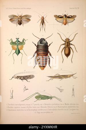 Naturwissenschaftliche, reise, nach, Mossambique, Berlin, g, Reimer, 1852, Mosambik, Zoologie, eine sorgfältig illustrierte Sammlung mit verschiedenen Insekten und Arthropoden, die zur einfachen Identifizierung gekennzeichnet sind. Die Zusammensetzung umfasst eine Reihe von Arten, darunter einen Käfer, eine Mantis und mehrere Arten von Fliegen und Heuschrecken. Jedes Insekt wird mit komplexen Details dargestellt, die einzigartige physische Eigenschaften wie Flügel, Antennen und Körperformen hervorheben. Das Kunstwerk dient sowohl einem pädagogischen Zweck als auch als Hommage an die Vielfalt der Insektenwelt, mit Zahlen entsprechend Stockfoto