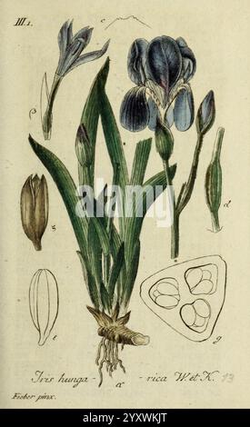 Deutschlands Flora in Abbildungen nach der Natur Nürnberg Gedruckt auf Kosten des Verfassers 1798-[1862] Germany Botany Iris Aphylla, eine Illustration der Iris hungarica mit ihren markanten blauen Blüten und ihrer markanten Form. Die Zusammensetzung umfasst verschiedene Details wie die bauchige Wurzelstruktur am Boden sowie markierte Elemente, die die Anatomie der Blüte hervorheben, einschließlich einzelner Blütenblätter und Samenformationen. Das Arrangement betont die anmutige Form und die komplizierten Details der Pflanze und lädt die Zuschauer ein, ihre botanische Schönheit und Komplexität zu bewundern. Stockfoto