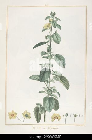 Stirpes novae, Parisiis, ex typographia Philippi-Dionysii Pierres, 1784-85, Plants, Eine botanische Illustration der Sida tuberosa Pflanze. Die Komposition besteht aus einem hohen, schlanken Stiel mit breiten, gezackten Blättern, die unterschiedliche Grüntöne aufweisen. Kleine, zarte gelbe Blüten werden in Blüte angezeigt, mit zusätzlichen Blütenknospen und einigen Blumen am Sockel als Referenz. Die akribischen Details heben die Struktur und Eigenschaften der Pflanze hervor und bieten einen klaren Blick auf ihre natürliche Schönheit und anatomische Merkmale. Stockfoto