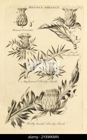 Das Gemüsesystem London, das auf Kosten des Autors gedruckt und von R. Baldwin 1759-1763 botanisches Bildwerk verkauft wurde, zeigt eine Studie der Bristly Thistle, die verschiedene detaillierte Darstellungen der Pflanze zeigt. Das Bildmaterial enthält beschriftete Segmente, die bestimmte Teile der Distel anzeigen, z. B. die runden Blumenköpfe und spitzen Blätter. Es werden verschiedene Variationen der Bristly Thistle präsentiert, die jeweils mit präzisen botanischen Details hervorgehoben werden, die ihre einzigartigen Eigenschaften unterstreichen. Dieses Lehrstück dient als Referenz für die Identifizierung dieser Art, illustrat Stockfoto