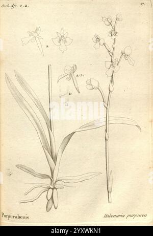 Histoire particulière des plantes Orchidées recueillies sur les trois îles australes d'Afrique, de France, de Bourbon et de Madagascar Paris, L'auteur, 1822 Orchidaceae, die Abbildung zeigt die botanischen Details der *Ilabonanaria purpurea* Orchidee. Er verfügt über einen markanten hohen Stiel mit mehreren zarten Blumen, die alle sorgfältig verziert sind, um ihre einzigartigen Formen und Eigenschaften hervorzuheben. Darüber hinaus gibt es verschiedene beschriftete Skizzen von spezifischen floralen Teilen, die einen detaillierten Einblick in die Anatomie der Pflanze geben. Das Laub ist mit langgezogenen Blättern dargestellt Stockfoto