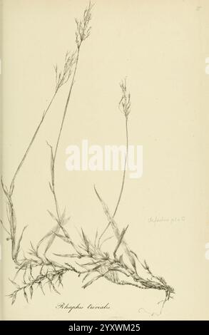 Art Graminum, Petropoli, Impensis Academiae Imperialis Scientiarum, 1828-1836, Gramineae, Bildwerke, Gräser, botanische Illustration der Pflanzenart *Rhaphis lianatus*. Das Design verfügt über lange, schlanke Stiele, die sich nach oben erstrecken und mit zarten Blättern verziert sind, die fein detailliert sind und die Struktur der Pflanze betonen. Die Wurzeln sind an der Basis teilweise sichtbar, was die Verbindung zum Boden veranschaulicht. Die Gesamtzusammensetzung unterstreicht die komplexen Merkmale der Pflanze und unterstreicht sowohl die Eleganz als auch die Komplexität ihres Wachstums. Stockfoto