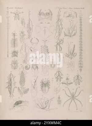 Icones Zootomicae, Leipzig, W. Engelmann, 1857. Atlanten, Anatomie, Vergleich, diese Illustration zeigt eine Vielzahl von Meeres- und Wasserarten, die in mehreren Reihen akribisch detailliert dargestellt sind. Im oberen Bereich befinden sich verschiedene Krebstiere mit komplexen Körperstrukturen und Anhängen. Die mittleren Abschnitte zeigen eine Vielzahl von Algen und Pflanzen, mit langen Formen und einzigartigen Texturen. Der untere Teil zeigt eine Reihe von Mollusken und Kopffüßern, einschließlich eines markanten Oktopus und detaillierter Muschelstrukturen. Jeder Organismus ist nummeriert und gekennzeichnet, was ein wissenschaftliches R Stockfoto