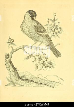 Harmonia ruralis, oder ein Essay zu einer Naturgeschichte der britischen Singvögel, London, gedruckt und verkauft vom Autor 1794-1796, Birds, England, Nester, Bildwerke, eine detaillierte Abbildung eines Vogels, der anmutig auf einem Zweig thront, umgeben von blühenden Blumen. Der Vogel zeigt komplizierte Federmuster und zeigt eine Mischung aus Texturen, die seine natürliche Schönheit hervorheben. Der Zweig erstreckt sich, geschmückt mit zarten Blüten, die sich von der kräftigen Rinde des Baumes abheben. Im Hintergrund deuten subtile Anklänge von Laub und Gelände auf eine ruhige Umgebung im Freien hin, die die ruhige Atmosphäre verstärkt Stockfoto