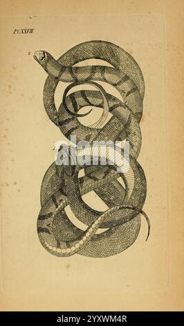 Icones amphibiorum, Hafniae, C. Steen, 1835, Amphibians, Reptilien, Bildwerke, diese Illustration zeigt zwei ineinander verflochtene Schlangen, die komplexe Details in ihren Schuppen und Mustern zeigen. Eine Schlange wird leicht über der anderen positioniert, wobei der Kopf gedreht wird, während die zweite Schlange darunter gewickelt ist, was eine optisch ansprechende Dynamik erzeugt. Die mit ‚1‘ und ‚2‘ bezeichneten Nummern geben die Arten oder Teile an, auf die verwiesen wird, wobei die anatomischen Merkmale hervorgehoben werden. Das Gesamtdesign betont die Eleganz und Komplexität dieser Reptilien, was es zu einer wertvollen Studie der Schlangenmorphologie macht Stockfoto