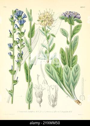 Icones florae Germanicae et Helveticae, Simul Pedemontanae, Tirolensis, Istriacae, Dalmaticae, Austriacae, Hungaricae, Transylvanicae, Moravicae, Borussicae, Holsaticae, Belgicae, Hollandicae, ergo Mediae Europae. Lipsiae, F. Hofmeister 1834-1912. [v. 1, 1850], Europa, Bildwerke, Pflanzen, eine botanische Illustration, die verschiedene Stadien der blühenden Pflanze *Campsis radicans*, allgemein bekannt als Trompetenrebe, zeigt. Das Kunstwerk zeigt aufwändig gezeichnete Stämme, Blätter und Blüten. Stockfoto