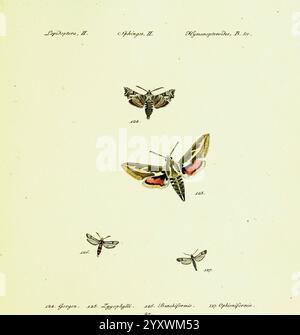 Hubner's, papilio, S.l, S.n, 1796-1841, Lepidoptera, diese Komposition zeigt eine Vielzahl von Falter und Schmetterlingen, sorgfältig angeordnet und beschriftet für Bildungszwecke. Jedes Exemplar ist mit detaillierten Abbildungen dargestellt, die ihre einzigartigen Muster und Merkmale hervorheben. Der obere Abschnitt zeigt zwei unterschiedliche Arten, während unten weitere Beispiele die Vielfalt innerhalb der Lepidopterenordnung betonen. Die Etiketten enthalten Identifikatoren und Katalognummern, die einen systematischen Ansatz in der Entomologie widerspiegeln. Diese Abbildung dient sowohl als wissenschaftliche Referenz als auch als visuelle Darstellung Stockfoto