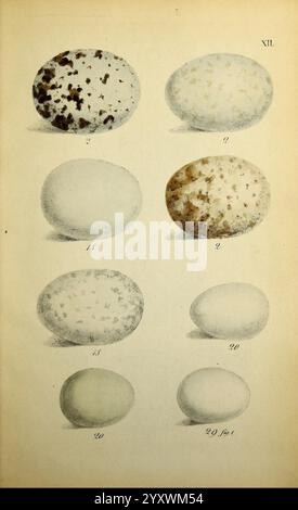 Planches coloriees des oiseaux de la Belgique et de leurs oeufs, Bruxelles, C. Muquardt, 1854-60, Belgien, Vögel, Eier, Charles Frederick Dubois, die Illustration zeigt eine Vielzahl von Eiern mit verschiedenen Größen, Formen und Mustern. Jedes Ei wird sorgfältig gerendert und hebt einzigartige Eigenschaften wie Flecken und Farbvariationen hervor. Die Eier sind als Referenz nummeriert, was eine visuelle Orientierung für ihr Erscheinungsbild bietet. Diese detaillierte Darstellung kann als pädagogisches Instrument dienen, um die Vielfalt der eifersüchtigen Arten der Natur hervorzuheben. Stockfoto