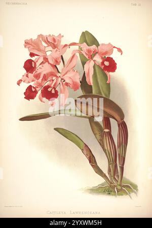 Reichenbachia, St. Albans, London, New York, F. Sander & Co, Orchid Growers & Importers, H. Sotheran & Co, I. Forstermann, 1888-1890, Orchidaceae, Cattleya Lawrenceana, Henry Frederick Conrad Sander, Orchideen, Botanik, Blumen, Henry George Moon, Histsciart, Eine zarte Illustration von Cattleya lawrenceana, mit leuchtenden rosa Blumen mit auffälligen roten Markierungen in der Mitte. Die Blüten sind mit breiten Blütenblättern und einer anmutigen Krümmung versehen, die ihre Eleganz unterstreicht. Unten tauchen breite grüne Blätter aus einem stabilen Stiel auf, die ein üppiges und gesundes Aussehen zeigen. Dieses Bildmaterial erfasst die Int. Stockfoto