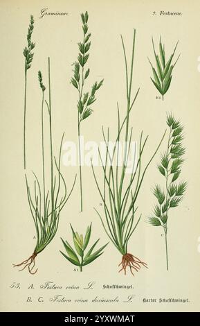 Flora von Deutschland, Österreich und der Schweiz Gera, Zezschwitz, 1903 Pflanzen, Deutschland, Österreich, Schweiz, Floras, Festuca, die Abbildung zeigt verschiedene Arten von Gräsern aus der Familie der Poaceae. Auf der linken Seite, gekennzeichnet mit A, sind detaillierte Darstellungen von *Festuca Herzegovina* (Schafsfeige) mit ihren schlanken Stielen und feinen Blättern zu sehen. Auf der rechten Seite mit der Bezeichnung B ist eine weitere Variante von *Festuca Herzegovina*, die ihre Besonderheiten und Wachstumsmuster hervorhebt. Darunter zeigt eine separate Abbildung mit der Bezeichnung C eine weitere Art der Gattung *Festuca*, die ihren einzigartigen Charakter unterstreicht Stockfoto