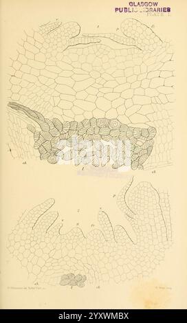 Zur Keimung, Entwicklung und Fruktifizierung der höheren Cryptogamia, London, Pub. Für die Ray Society von R. Hardwicke, 1862, Nadelbäume, Pteridophyta, Pflanzenmorphologie, die Abbildung zeigt detaillierte Querschnittsansichten von Haut- oder Zellstrukturen mit komplizierten Mustern, die Skalen oder hexagonalen Formationen ähneln. Im oberen Abschnitt wird eine Nahaufnahme mit verschiedenen beschrifteten Komponenten hervorgehoben, während im unteren Abschnitt weitere Ausführungen der Texturen und Formen angezeigt werden. Jeder Bereich ist sorgfältig umrissen und zeigt einen wissenschaftlichen Ansatz für die Erforschung von Biologica Stockfoto