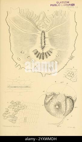 Auf, Keimung, Entwicklung und, Fruktifizierung, von, der, höher, Cryptogamia, London, Pub. Für die, Ray, Gesellschaft, von, R. Hardwicke, 1862, Nadelbäume, Pteridophyta, Pflanze, Morphologie, diese Abbildung zeigt detaillierte anatomische Untersuchungen einer Weichtiere, wobei deren Schale und innere Struktur betont werden. Der zentrale Fokus scheint die Zweiventilschale zu sein, die mit komplizierten Linien dargestellt wird, die Textur und Form anzeigen. Die Hülle umgibt verschiedene mikroskopische Ansichten von Zellstrukturen, die die feinen Details der Biologie des Organismus zeigen. Das Etikett oben weist auf eine Verbindung zu Glas hin Stockfoto