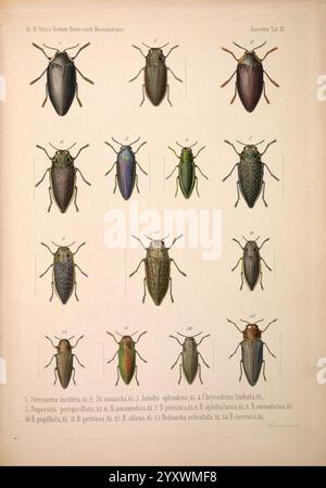 Naturwissenschaftliche, Reise, nach, Mossambique, Berlin, g, Reimer, 1852, Mosambik, Zoologie, eine Sammlung detaillierter Illustrationen, die verschiedene Arten von Käfern zeigen, jede mit einem eindeutigen Erkennungsmerkmal gekennzeichnet. Das Kunstwerk präsentiert eine Vielzahl von Käfer-Formen, -Größen und -Farben und hebt deren Besonderheiten hervor, wie Muster auf ihren Exoskeletten und Antennen. Die Anordnung der Käfer ist systematisch, was die biologische Vielfalt innerhalb dieser Insektengruppe veranschaulicht. Jede Probe wird als Referenz mit Zahlen versehen, und das Gesamtlayout unterstreicht die Schönheit und Komplexität des Stockfoto