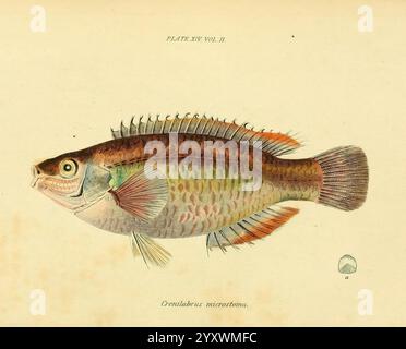 Zeitschrift für Zoologie und Botanik Edinburgh, Dublin, Naturgeschichte, Zeitschriften, Zoologie, Fish, Ein wunderschön illustriertes Fischexemplar, das komplizierte Details seiner Schuppen und Flossen zeigt. Der Fisch wird in einer lebhaften Farbpalette dargestellt, darunter Grün, Rosa und Gelb, die sein einzigartiges Muster unterstreichen. Seine Augen sind ausgeprägt, was die lebensechte Qualität der Illustration erhöht. Um die Fische herum befinden sich zarte Linien und Markierungen, die möglicherweise auf ihre Klassifizierung hinweisen. Diese künstlerische Darstellung unterstreicht sowohl die Eleganz als auch die Komplexität der Meereslebewesen. Stockfoto