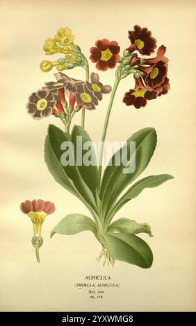 Lieblings-, Blumen-, Garten- und Greenhouse, London und New York, Frederick, Warne, &, Co, 1896-97, Frankreich, 19. Jahrhundert, Ikonen, Blumenzucht, Chromolithographie, Pflanzen, Zierpflanzen, Primula, Auricula, Eine botanische Illustration, die die Auricula-Blüte zeigt, wissenschaftlich bekannt als Primula auricula. Das Stück weist mehrere Stiele auf, die mit Blühblumen in tiefroten, gelben und orangen Tönen verziert sind, mit unterschiedlichen dunklen Zentren. Die Blätter sind breit und üppig und bieten einen lebhaften grünen Kontrast zu den lebhaften Blüten. Neben der Hauptdarstellung eine detaillierte Zeichnung einer einzelnen Blume Stockfoto