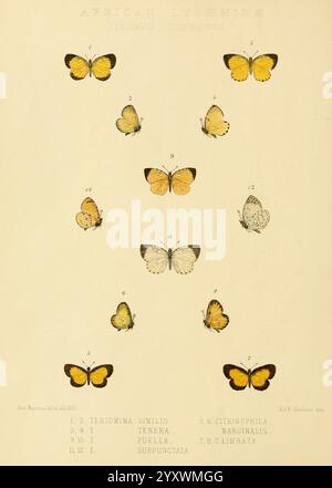 Rhopalocera exotica London Gurney Jackson 1887-1902 Butterflies Butterfly Rose Monteiro, Eine Sammlung von Schmetterlingen, die zur Identifizierung sorgfältig nummeriert sind. Die obere Reihe zeigt größere Exemplare mit lebendigen und vielfältigen Flügelmustern, während die untere Reihe kleinere Varianten präsentiert. Jeder Schmetterling ist mit einem wissenschaftlichen Namen versehen, was auf eine Fokussierung auf Taxonomie und Klassifizierung hindeutet. Diese Zusammenstellung beleuchtet die komplexe Schönheit und Vielfalt der Schmetterlingsarten und dient als visuelle Referenz für Entomologiebegeisterte und Forscher gleichermaßen. Stockfoto